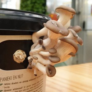 Fungi Factory - Growing oyster mushrooms on coffee grounds