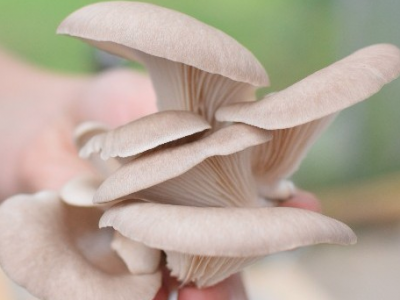 Fungi Factory - Growing oyster mushrooms on coffee grounds